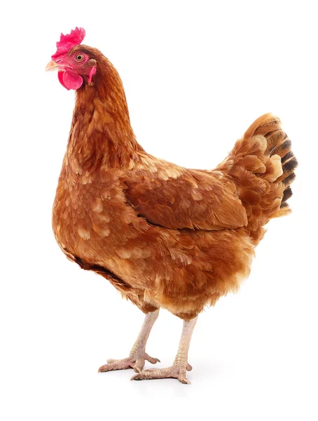 Gallina marrón aislada . — Foto de Stock