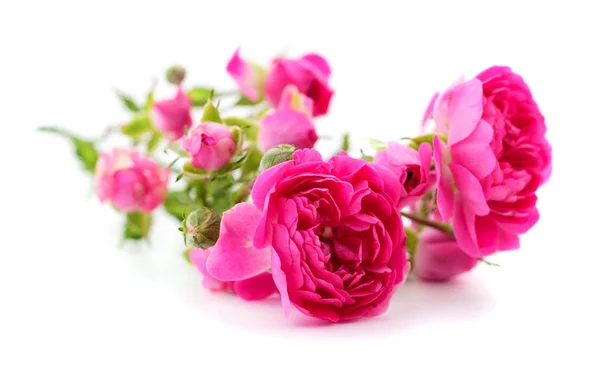 Vackra rosa rosor. — Stockfoto