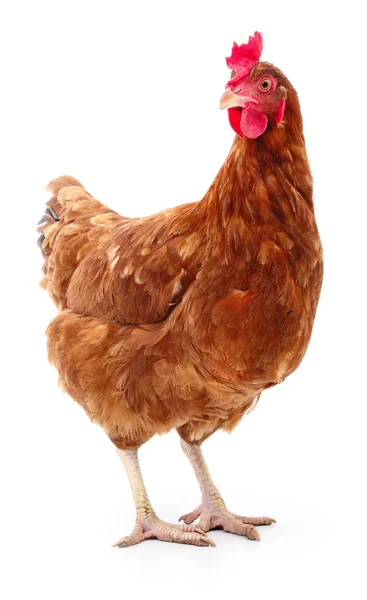 izole kahverengi tavuk.