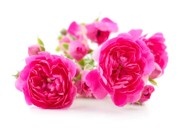 Hermosas rosas rosadas . —  Fotos de Stock