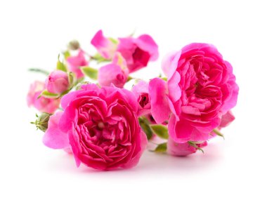 Güzel pembe güller.