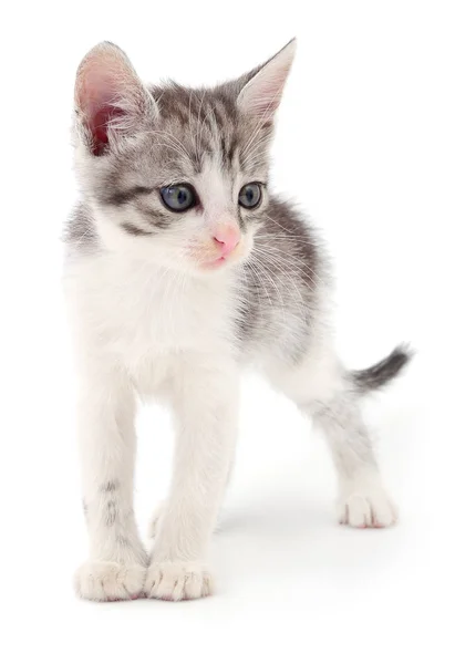 Small gray kitten. — Stock Photo, Image