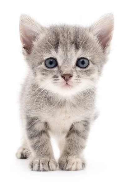 küçük gri kedicik.