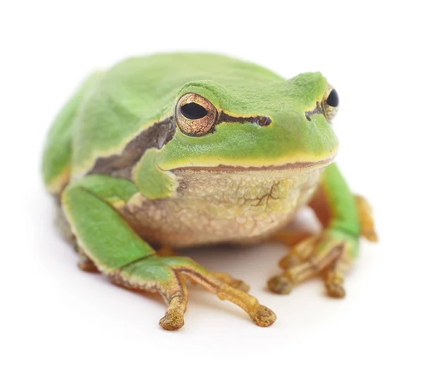 Yeşil kurbağa izole. — Stok fotoğraf