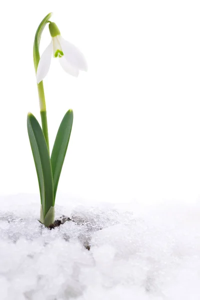 Snowdrop and snow. — Stock Photo, Image