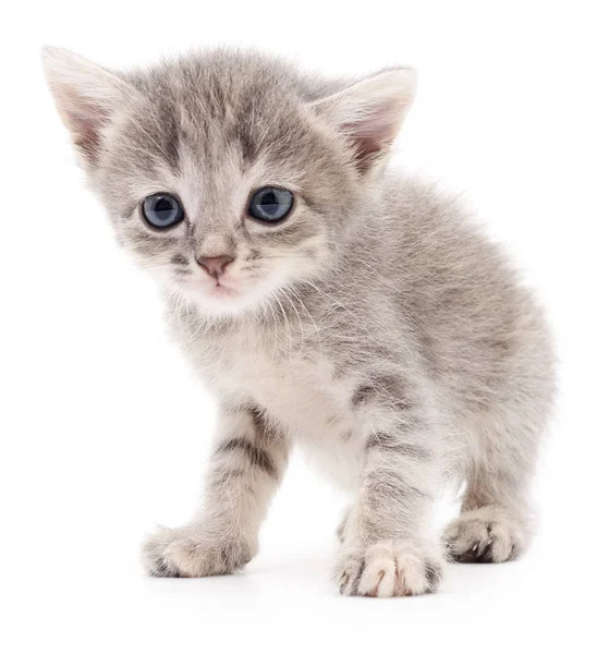 Pequeno gatinho cinzento . — Fotografia de Stock