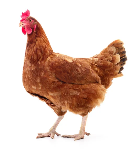 izole kahverengi tavuk.
