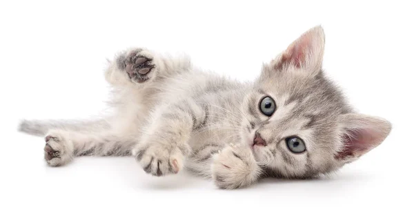 Pequeno gatinho cinzento . — Fotografia de Stock