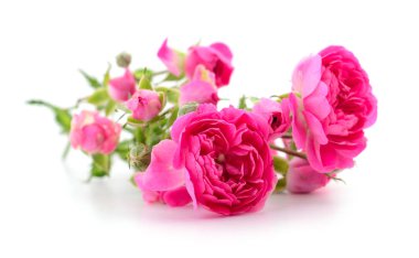 güzel kırmızı gül.