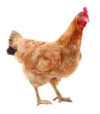 izole kahverengi tavuk.