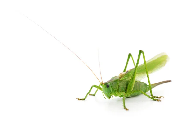 Green locust isolated. — Stock Photo, Image