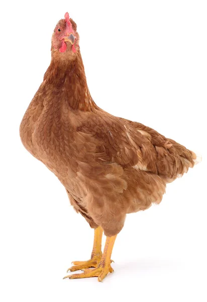 Brown hen isolated. — Stock Photo, Image