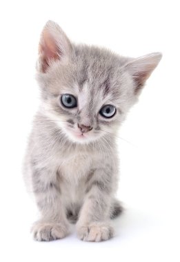 küçük gri kedicik.