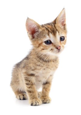 Küçük kahverengi yavru kedi.