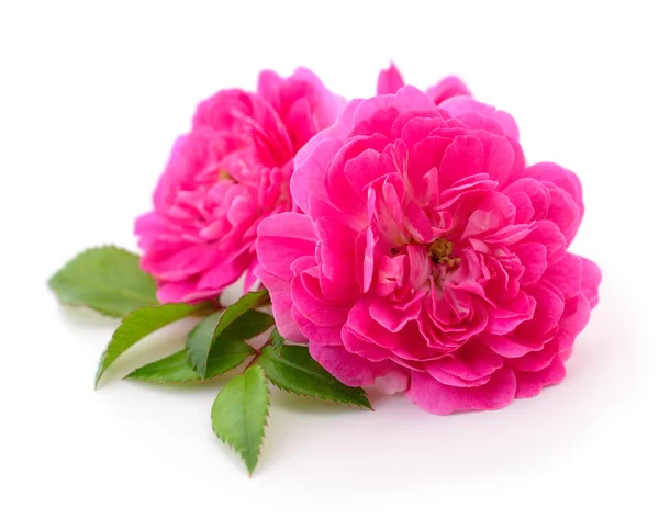 아름다운 분홍색 장미. — 스톡 사진