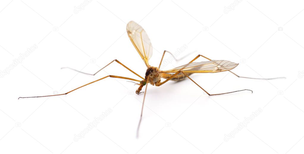 Insect Mosquito Isolated.