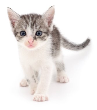 küçük gri kedicik.