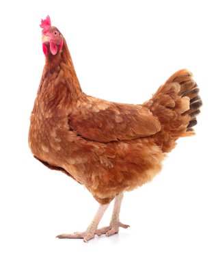 izole kahverengi tavuk.