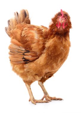 izole kahverengi tavuk.