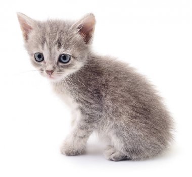 küçük gri kedicik.