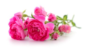 Güzel pembe güller.