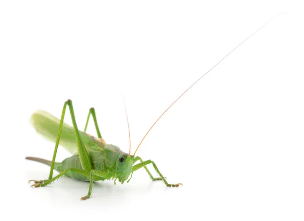 Green locust isolated — Stock Photo, Image