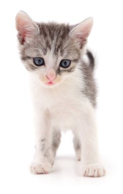 küçük gri kedicik.