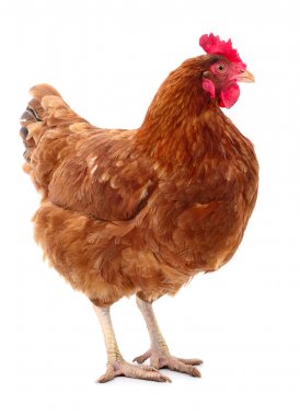 izole kahverengi tavuk.