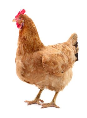 izole kahverengi tavuk.