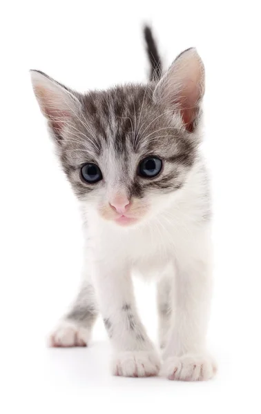 Small gray kitten. — Stock Photo, Image