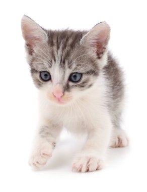 küçük gri kedicik.