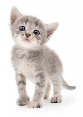 küçük gri kedicik.