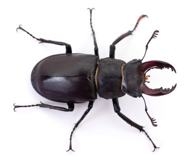 Gergedan böceği üzerinde beyaz izole