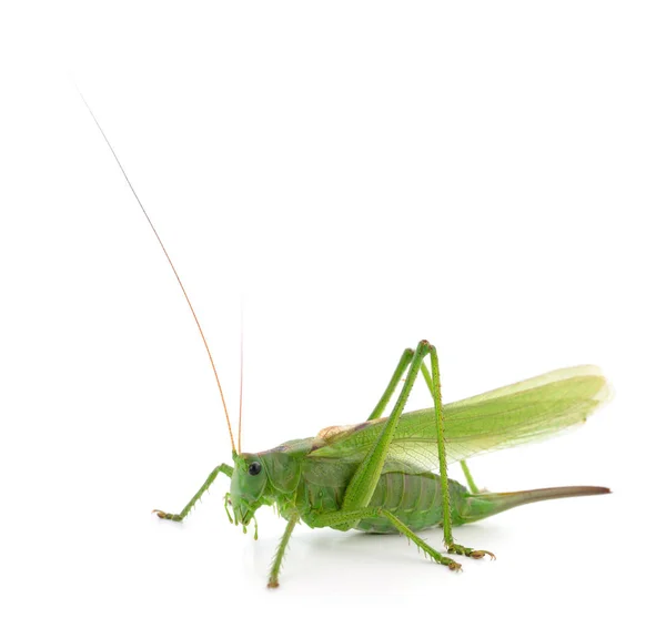 Groene sprinkhaan geïsoleerd — Stockfoto