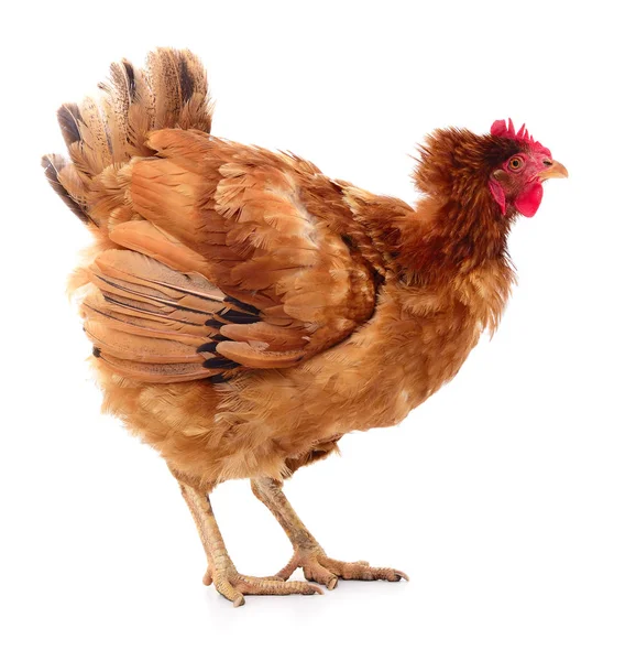 Brown hen isolated. — Stock Photo, Image