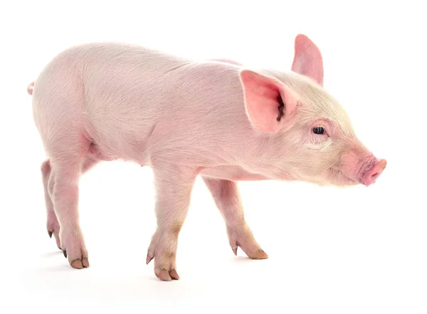 Cerdo sobre blanco . — Foto de Stock