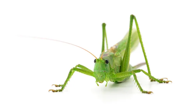 Locust on a white background — Stock Photo, Image
