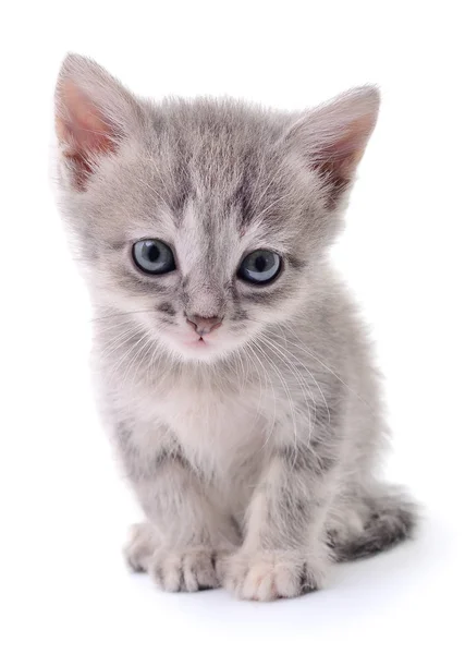 Küçük gri kedicik. — Stok fotoğraf