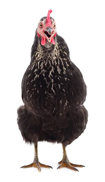 Gallina negra aislada . — Foto de Stock