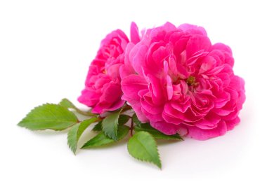 Güzel pembe güller.