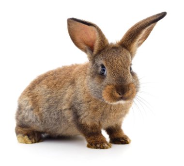 Kahverengi beyaz tavşan.