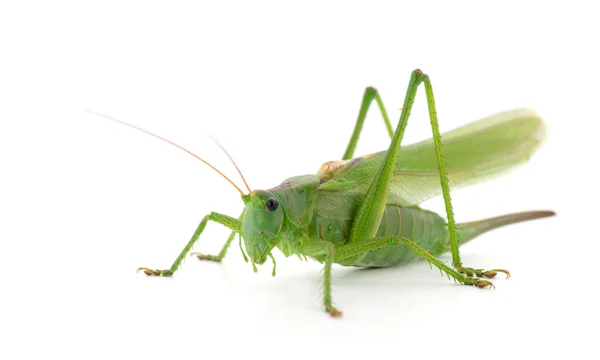 Green locust isolated — Stock Photo, Image