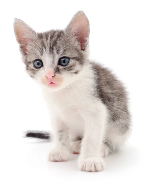 Small gray kitten. — Stock Photo, Image