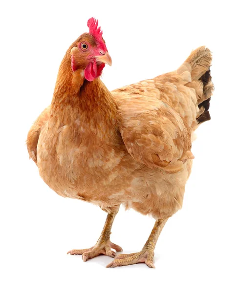 Gallina marrón aislada . — Foto de Stock