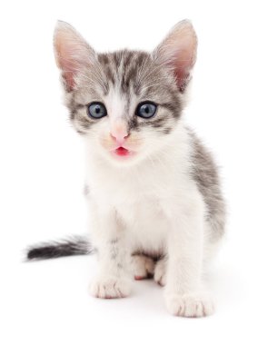 Beyaz zemin üzerinde kedi yavrusu.