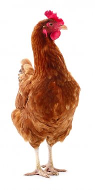 izole kahverengi tavuk.