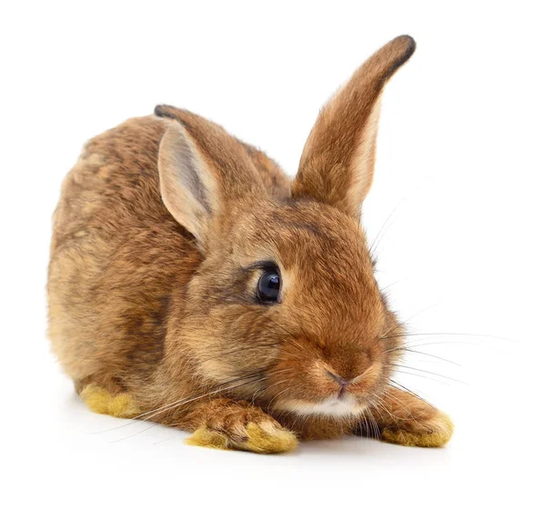 Brun kanin på vit. — Stockfoto