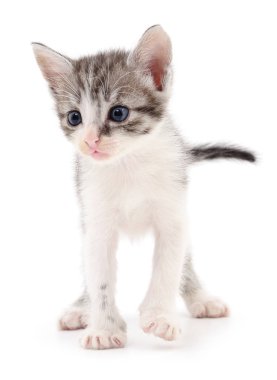 küçük gri kedicik.