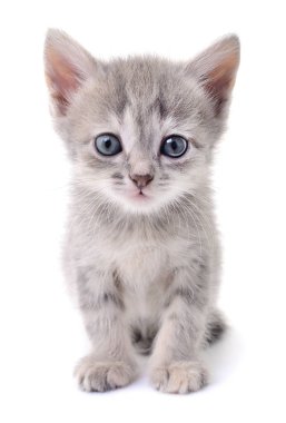 küçük gri kedicik.