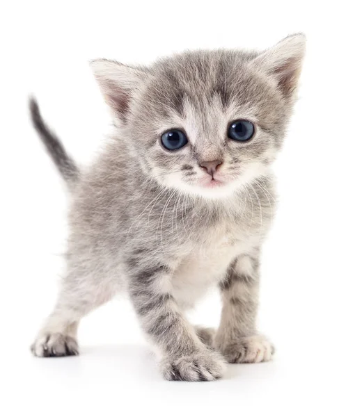 küçük gri kedicik.